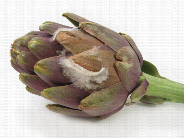 Artichaut variété Petit Violet, développement de pourriture-moisissure sur capitule probablement dû à Penicillium